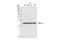 Chromobox 5 antibody, 2623S, Cell Signaling Technology, Western Blot image 