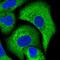 Calpastatin antibody, NBP2-38335, Novus Biologicals, Immunofluorescence image 