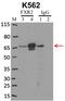 FMR1 Autosomal Homolog 2 antibody, MA1-16767, Invitrogen Antibodies, Immunoprecipitation image 