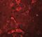 Amyloid Beta Precursor Protein Binding Family A Member 2 antibody, NBP2-41127, Novus Biologicals, Immunofluorescence image 