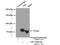 Lanosterol Synthase antibody, 18693-1-AP, Proteintech Group, Immunoprecipitation image 