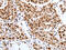MAP2 antibody, CSB-PA679670, Cusabio, Immunohistochemistry frozen image 