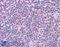Caspase 8 antibody, LS-B2225, Lifespan Biosciences, Immunohistochemistry paraffin image 