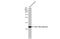 Beta-2-Microglobulin antibody, GTX112815, GeneTex, Western Blot image 