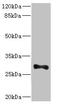 ICAM-4 antibody, LS-C682122, Lifespan Biosciences, Western Blot image 