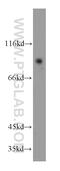 GPRIN Family Member 3 antibody, 20212-1-AP, Proteintech Group, Western Blot image 