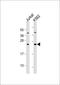 Polyamine Modulated Factor 1 antibody, 60-440, ProSci, Western Blot image 