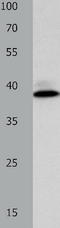 H36 antibody, TA323057, Origene, Western Blot image 