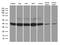 Glutaredoxin 3 antibody, LS-C792654, Lifespan Biosciences, Western Blot image 