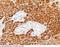 Colipase antibody, 13631-RP02, Sino Biological, Immunohistochemistry paraffin image 