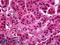 MYB Proto-Oncogene, Transcription Factor antibody, LS-B5143, Lifespan Biosciences, Immunohistochemistry frozen image 