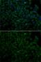 Angiogenin antibody, GTX64392, GeneTex, Immunofluorescence image 