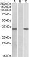 Cysteine Rich Secretory Protein 2 antibody, PA5-19266, Invitrogen Antibodies, Western Blot image 