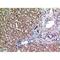 Prostaglandin F2 Receptor Inhibitor antibody, LS-C387720, Lifespan Biosciences, Immunohistochemistry frozen image 