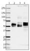 Tau, 359-373 antibody, 851404, BioLegend, Western Blot image 