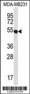 Probable G-protein coupled receptor 34 antibody, 56-686, ProSci, Western Blot image 