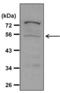Caspase 8 antibody, PA1-29159, Invitrogen Antibodies, Western Blot image 