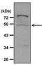 Caspase 8 antibody, PA1-29159, Invitrogen Antibodies, Western Blot image 