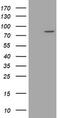 SEC14 And Spectrin Domain Containing 1 antibody, TA505833, Origene, Western Blot image 