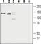 Solute Carrier Family 12 Member 4 antibody, PA5-77471, Invitrogen Antibodies, Western Blot image 