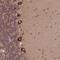 Phospholipase C Gamma 1 antibody, NBP2-38317, Novus Biologicals, Immunohistochemistry frozen image 