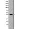 Olfactory Receptor Family 52 Subfamily K Member 1 antibody, abx217537, Abbexa, Western Blot image 