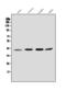ORAI Calcium Release-Activated Calcium Modulator 2 antibody, A07411-1, Boster Biological Technology, Western Blot image 