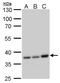 Coiled-Coil Domain Containing 137 antibody, PA5-78673, Invitrogen Antibodies, Western Blot image 