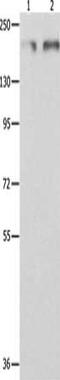 MutS Homolog 6 antibody, CSB-PA051370, Cusabio, Western Blot image 