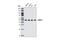 Cell Division Cycle 37 antibody, 3604S, Cell Signaling Technology, Western Blot image 