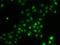 HIRA Interacting Protein 3 antibody, GTX65853, GeneTex, Immunocytochemistry image 