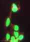 Heterogeneous Nuclear Ribonucleoprotein D antibody, ab61193, Abcam, Immunocytochemistry image 
