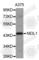 DNA-(apurinic or apyrimidinic site) lyase Neil1 antibody, A5828, ABclonal Technology, Western Blot image 