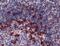 Programmed Cell Death 1 antibody, PA5-32543, Invitrogen Antibodies, Immunohistochemistry frozen image 