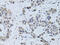 SIN3 Transcription Regulator Family Member A antibody, 15-271, ProSci, Immunohistochemistry frozen image 