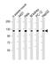 Vinculin antibody, 61-325, ProSci, Western Blot image 