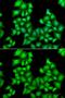 Integrator Complex Subunit 11 antibody, GTX32537, GeneTex, Immunofluorescence image 