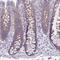 Lipin 3 antibody, HPA052667, Atlas Antibodies, Immunohistochemistry frozen image 