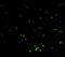 Caspase-activated deoxyribonuclease antibody, 2153, QED Bioscience, Immunofluorescence image 