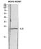 Interleukin 22 antibody, STJ97675, St John