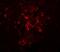 SEC16 Homolog B, Endoplasmic Reticulum Export Factor antibody, NBP1-77122, Novus Biologicals, Immunofluorescence image 