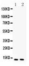 C-C Motif Chemokine Ligand 11 antibody, LS-C312685, Lifespan Biosciences, Western Blot image 