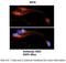 Eukaryotic Translation Initiation Factor 3 Subunit I antibody, A05450, Boster Biological Technology, Immunohistochemistry paraffin image 