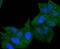 Major Histocompatibility Complex, Class II, DR Alpha antibody, A01195-2, Boster Biological Technology, Immunocytochemistry image 