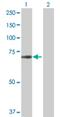 Zinc Finger Protein 280A antibody, H00129025-B01P, Novus Biologicals, Western Blot image 