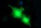 Group XVI phospholipase A2 antibody, NBP2-46429, Novus Biologicals, Immunofluorescence image 