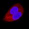 TNFRSF1A Associated Via Death Domain antibody, AF2658, R&D Systems, Immunofluorescence image 