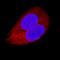 TNFRSF1A Associated Via Death Domain antibody, AF2658, R&D Systems, Immunofluorescence image 