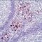 S100 Calcium Binding Protein A9 antibody, MA5-12213, Invitrogen Antibodies, Immunohistochemistry frozen image 