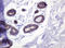 Catenin Delta 1 antibody, LS-C337042, Lifespan Biosciences, Immunohistochemistry paraffin image 